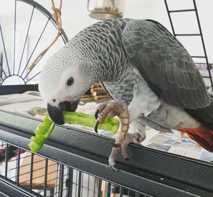 African Grey Breeder — 25 years of excellence