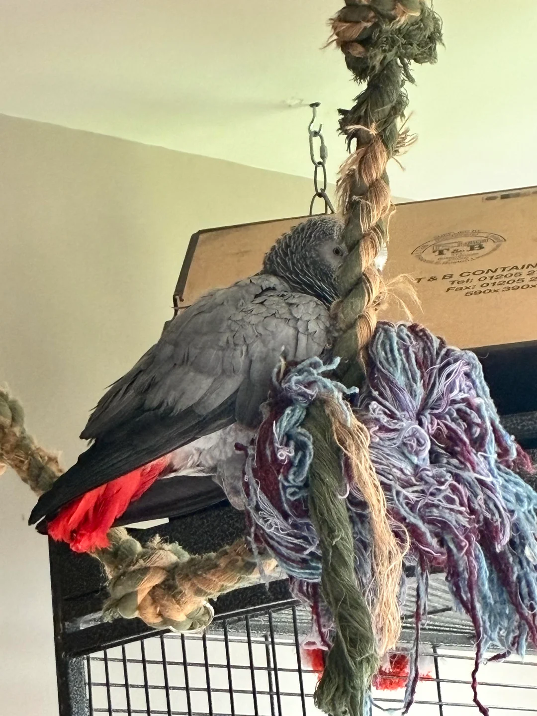 Apollo — Congo African Grey for sale