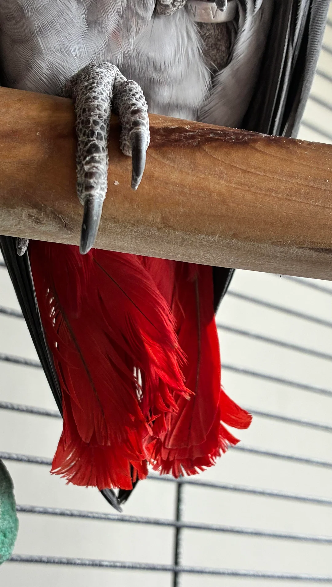 Apollo African Grey photo 2