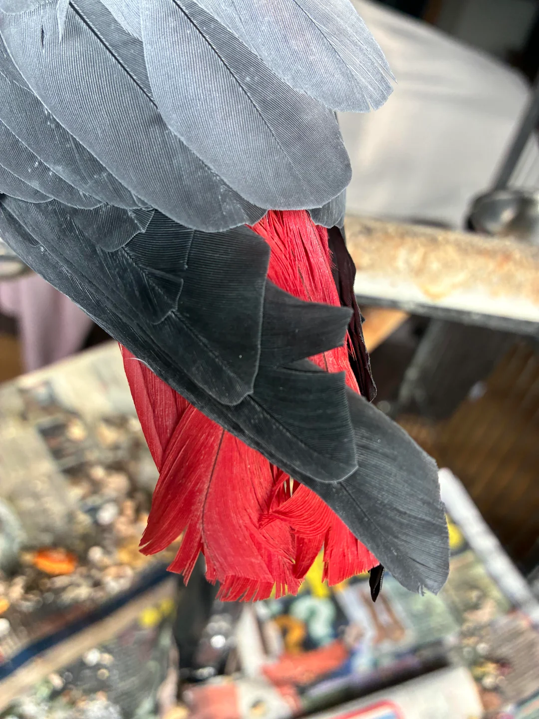 Apollo African Grey photo 3