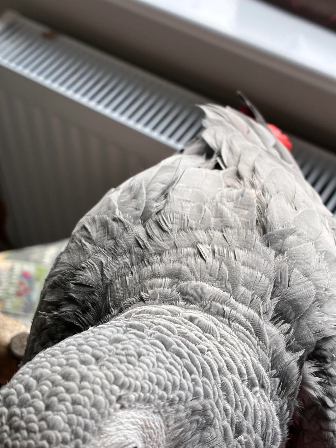 Apollo African Grey photo 4