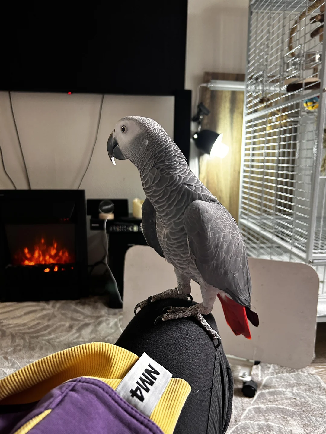 Apollo African Grey photo 5