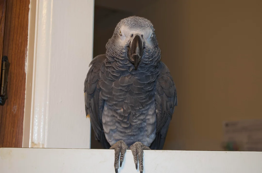 Ash African Grey photo 3