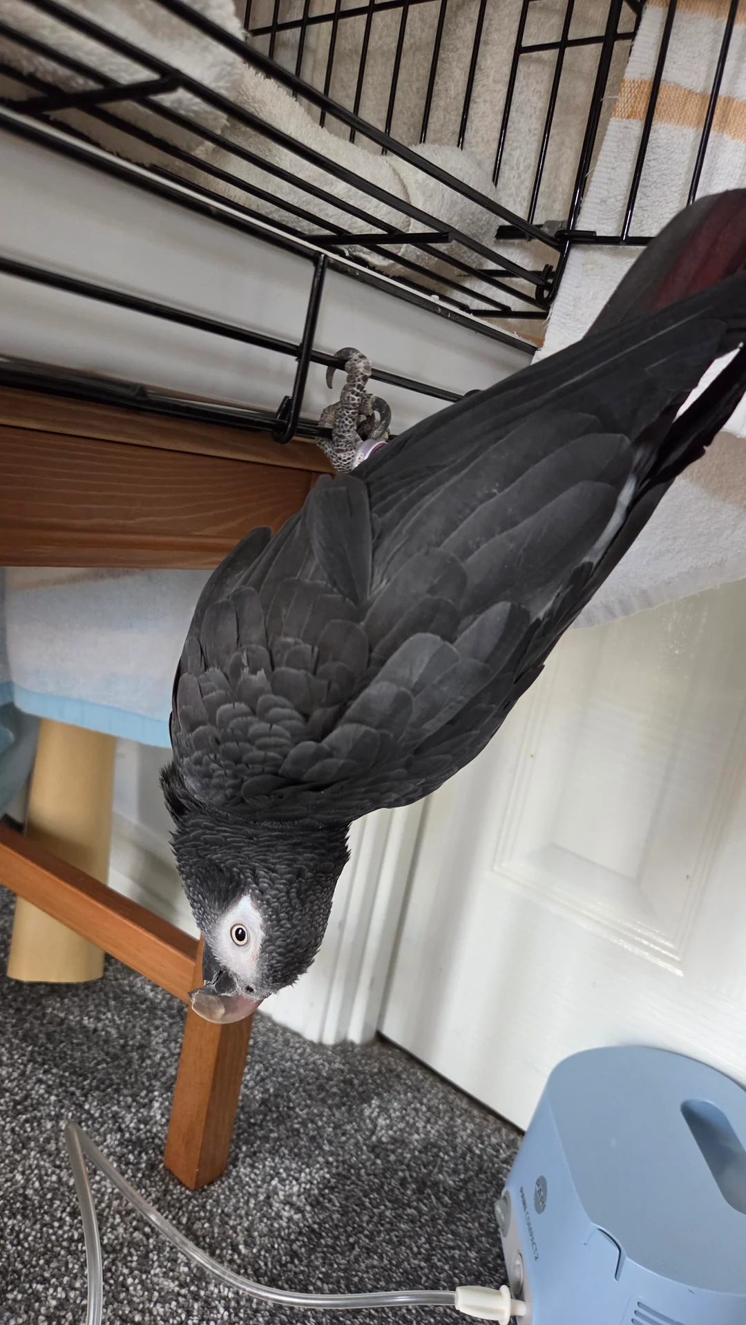 Ash African Grey photo 4