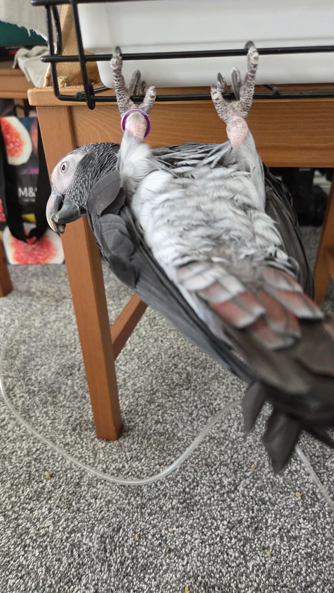 Ash African Grey photo 5