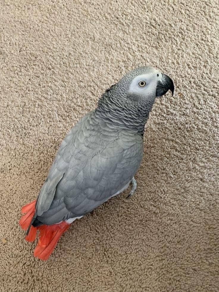Timneh African Grey parrot
