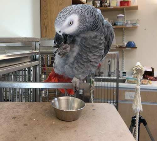 Blaze African Grey photo 2