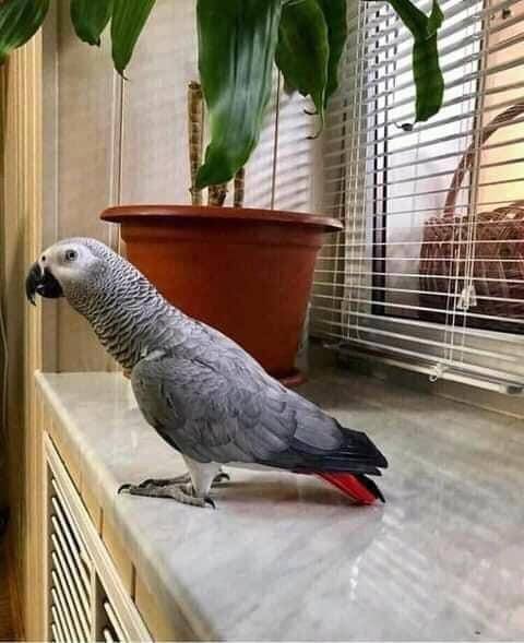 Blaze African Grey photo 3