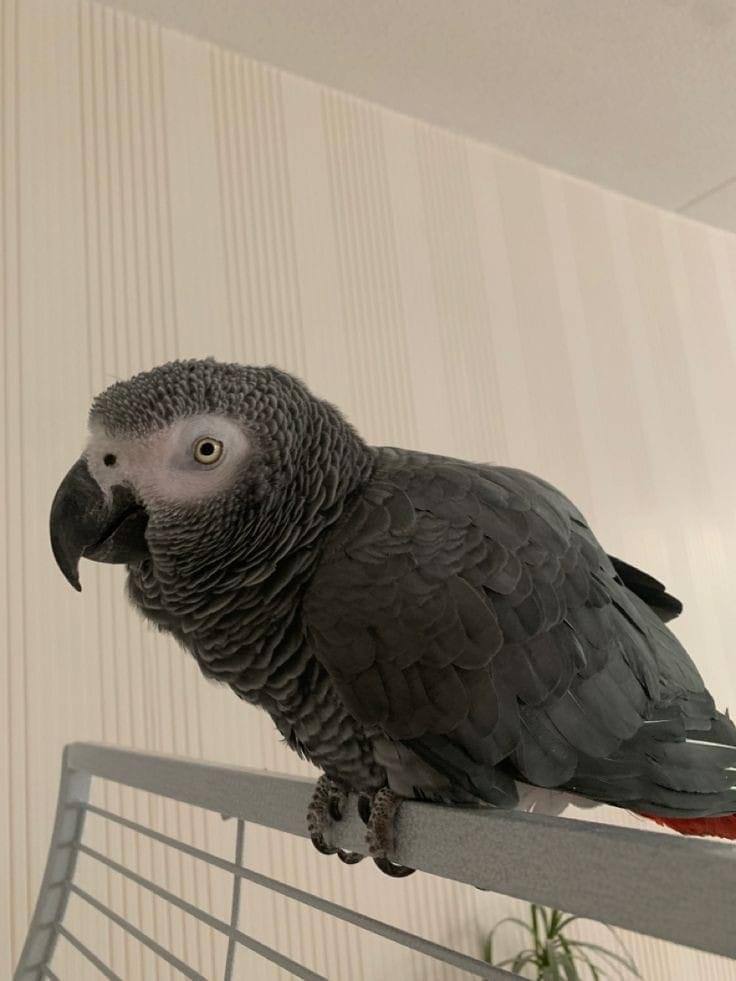 Blaze African Grey photo 4
