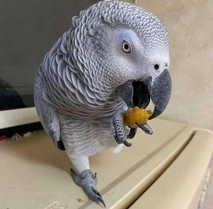 Blaze African Grey photo 5