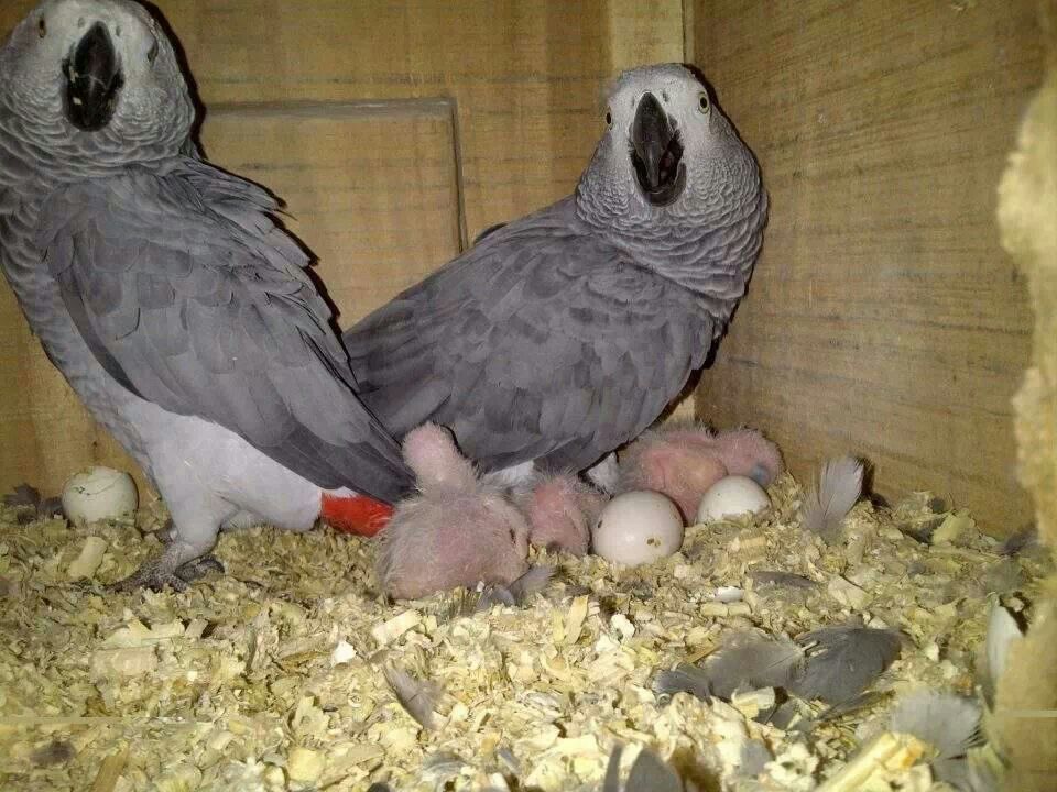 Fertile Congo African Grey parrot eggs for sale