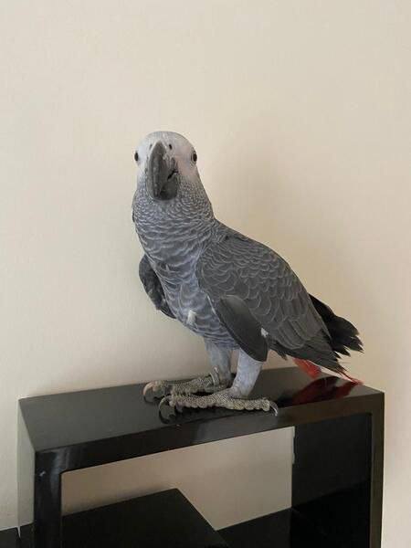 Ivy — Timneh African Grey for sale