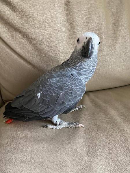 Ivy African Grey photo 2