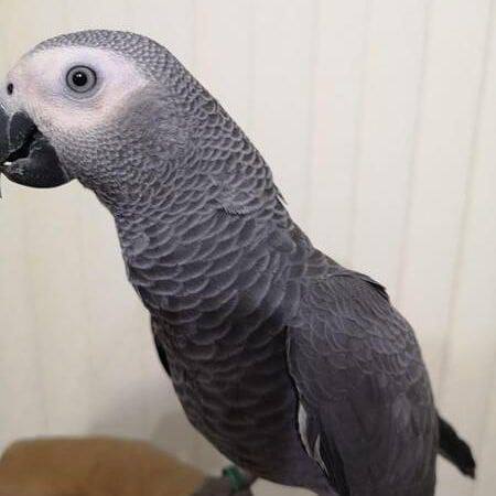 Ivy African Grey photo 3