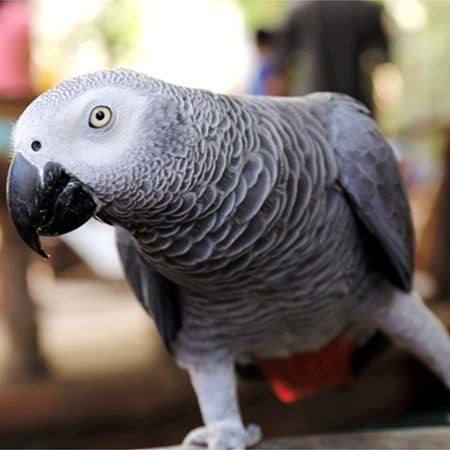 Ivy African Grey photo 4