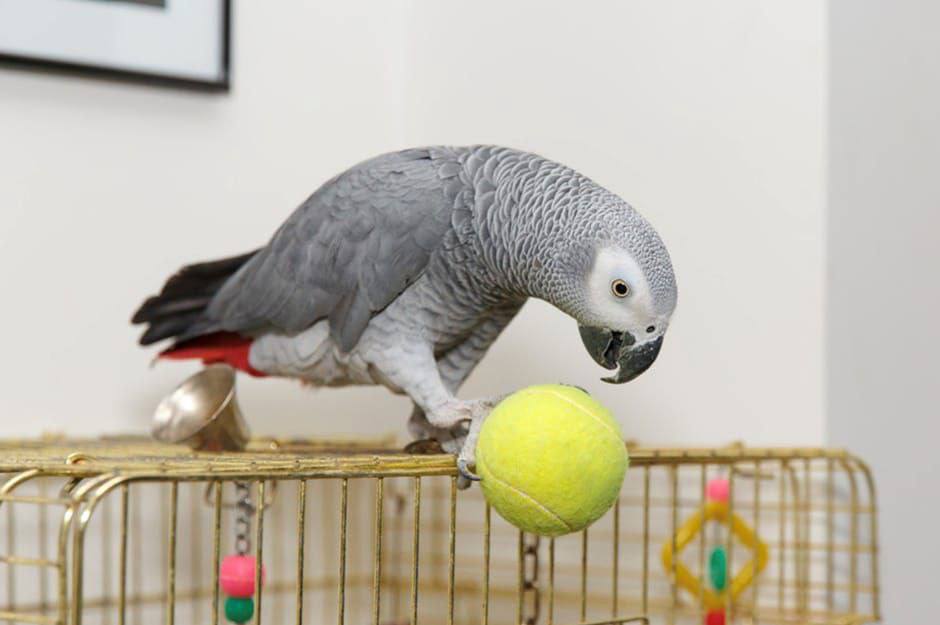 Ivy African Grey photo 5