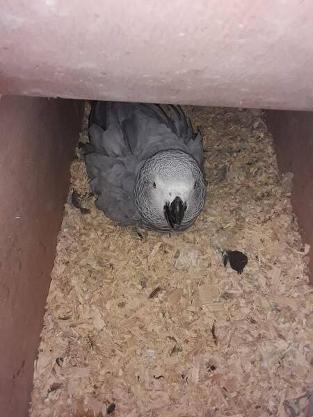 Congo African Grey parrot
