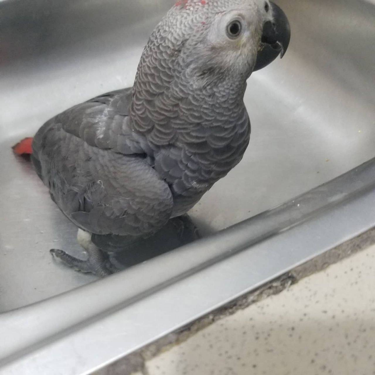 King African Grey photo 2