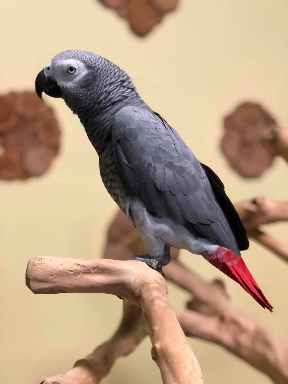 King African Grey photo 4