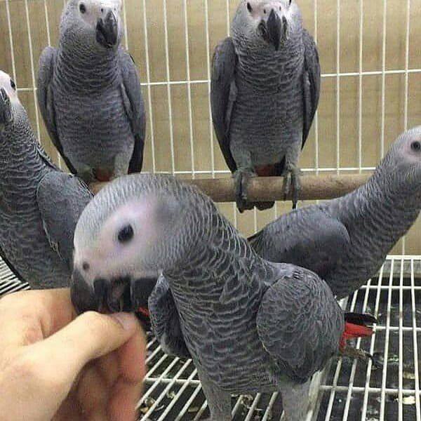 King African Grey photo 5