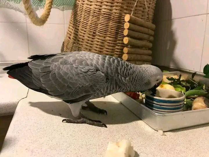 Luna — Congo African Grey for sale