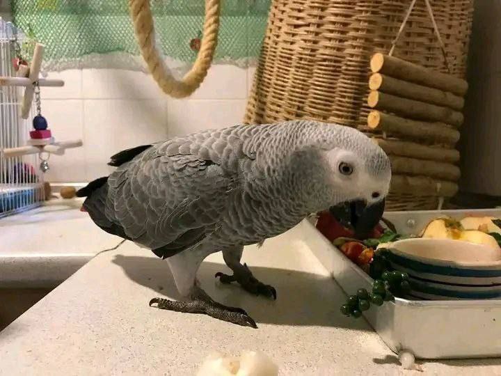 Luna African Grey photo 2