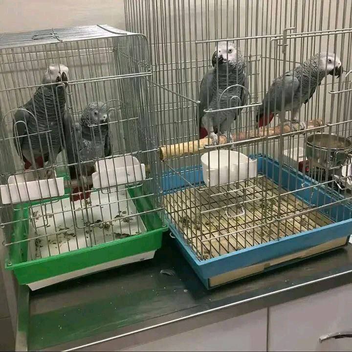 Luna African Grey photo 3