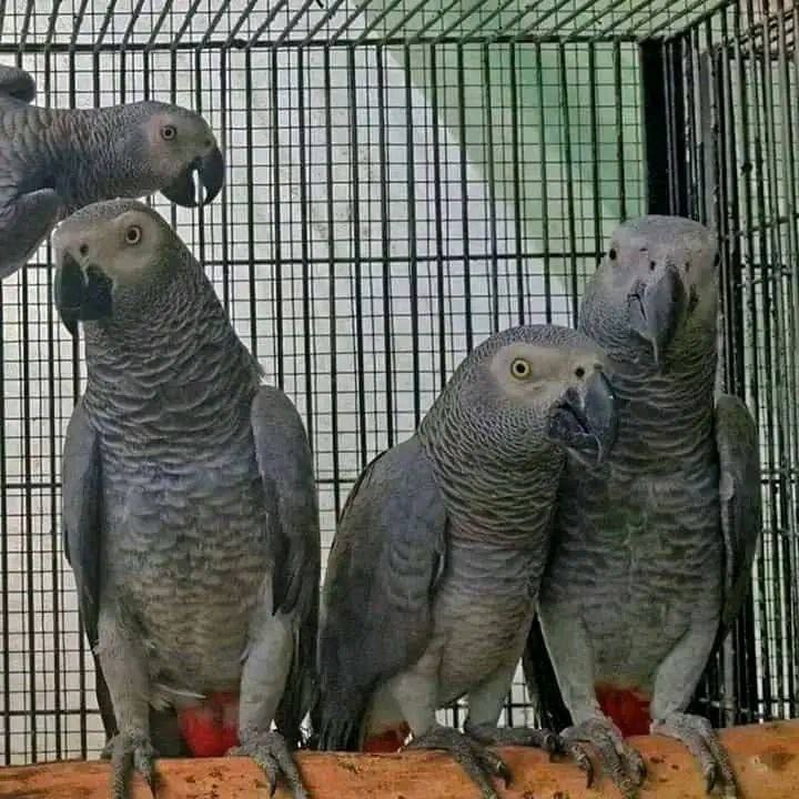Luna African Grey photo 4