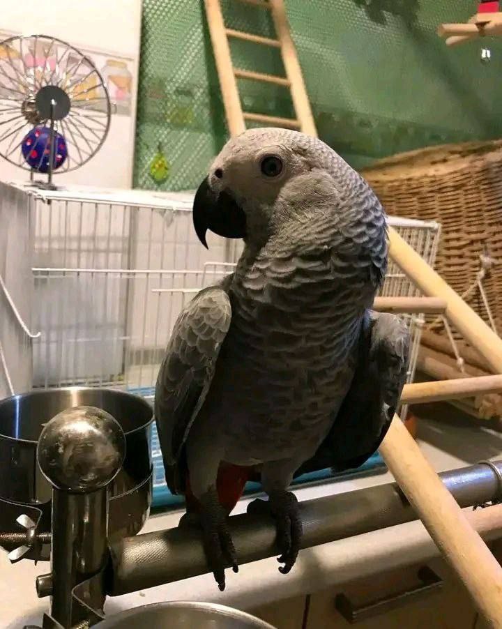 Luna African Grey photo 5