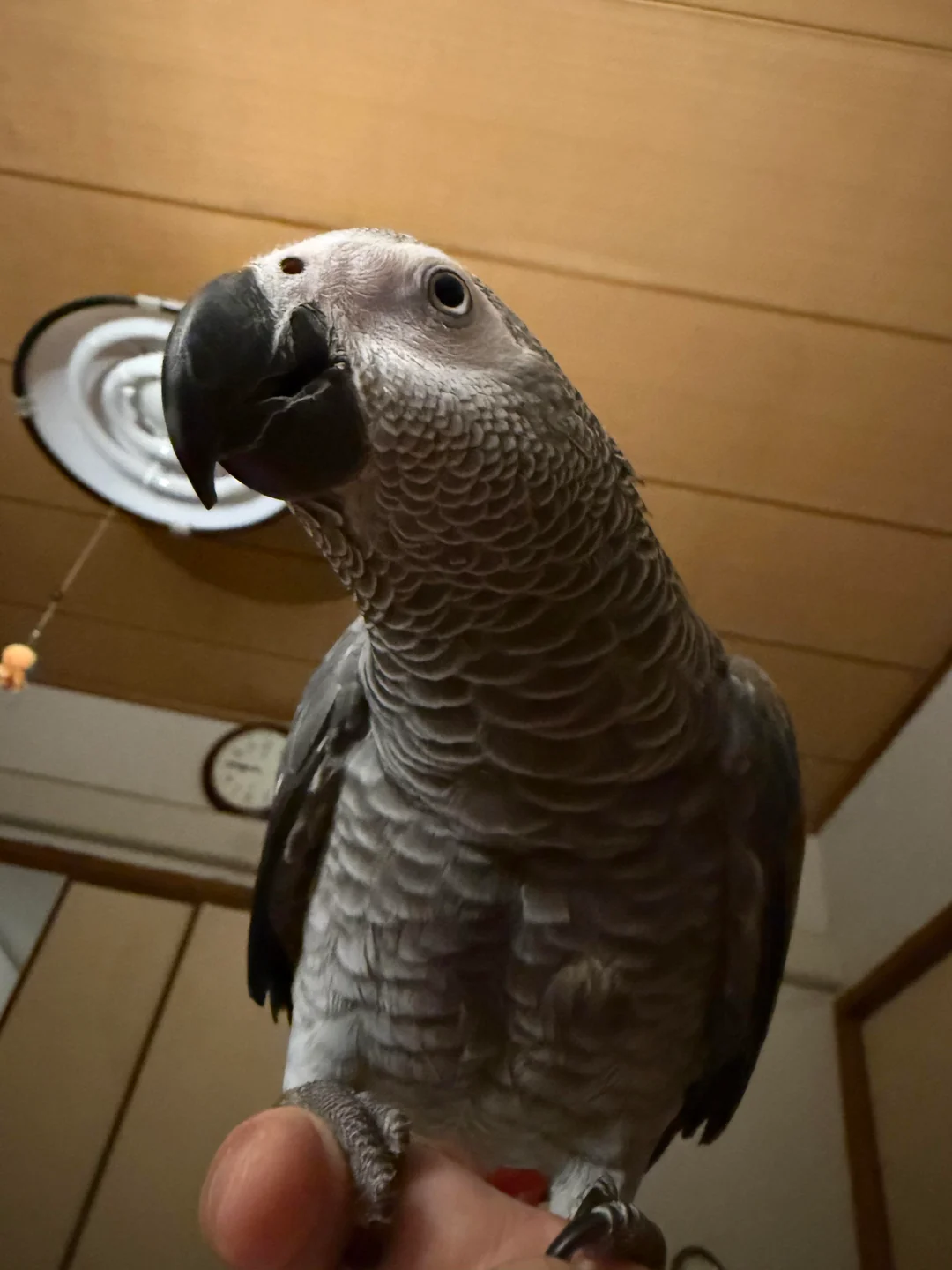 Misty Timneh African Grey for sale