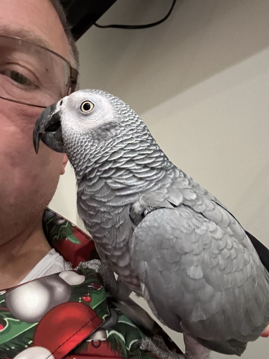 Nova — Congo African Grey for sale