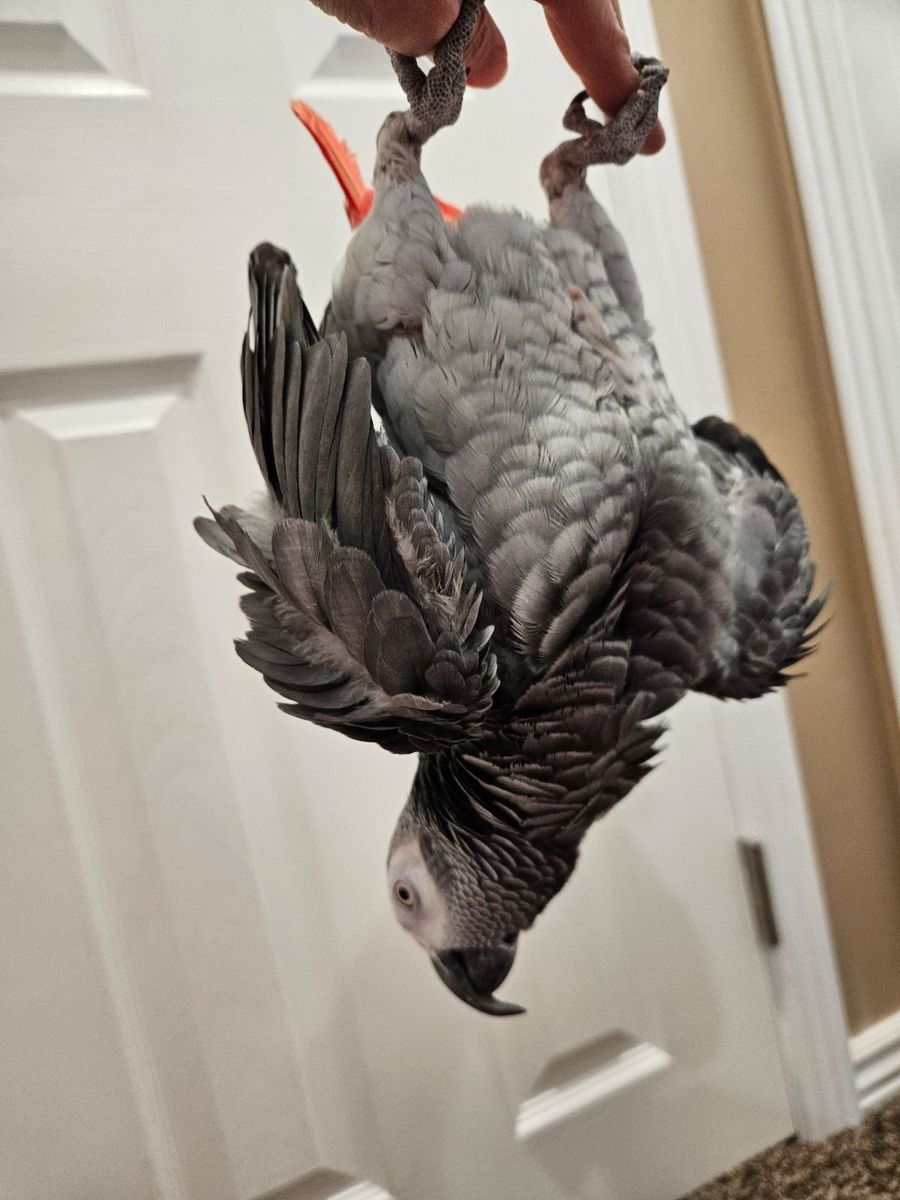 Nova African Grey photo 2