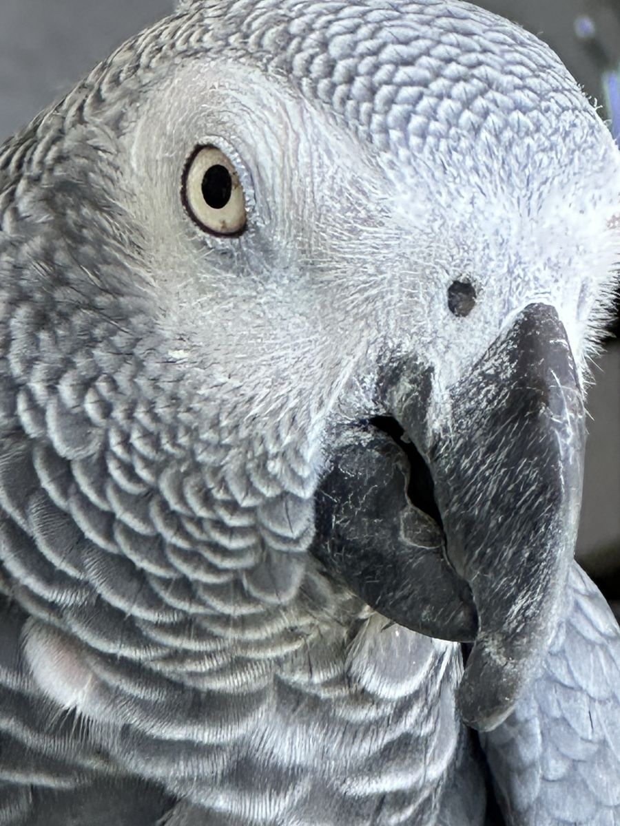 Nova African Grey photo 3