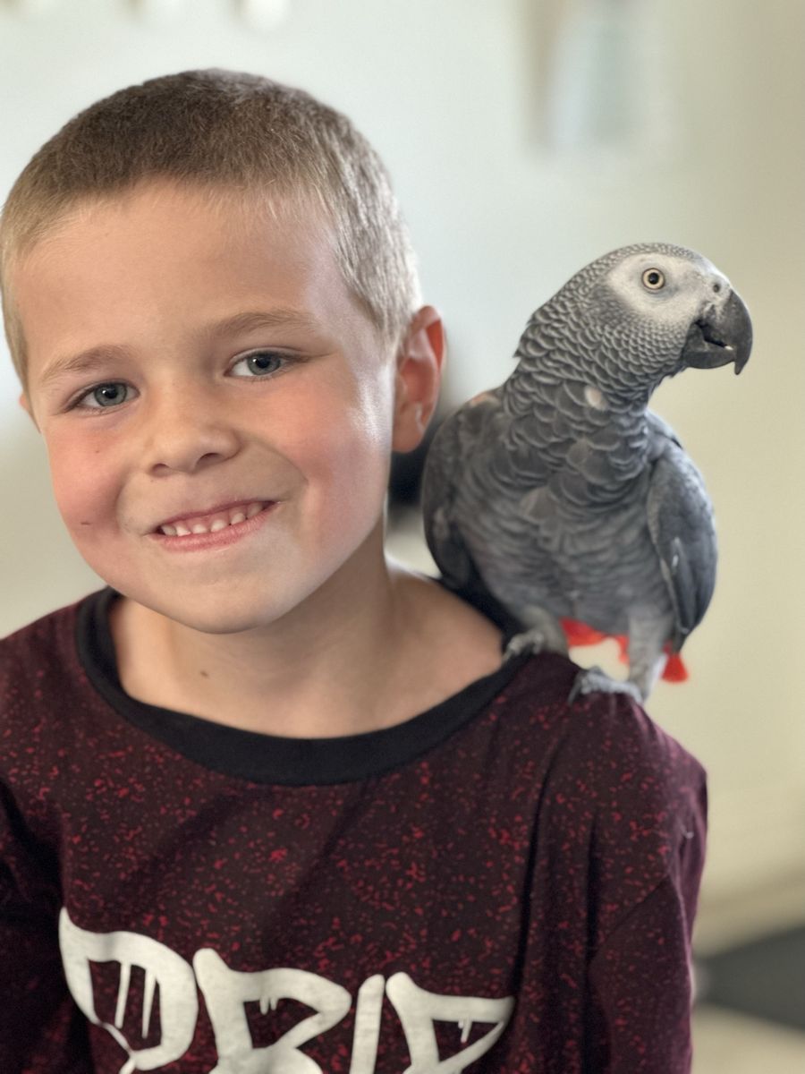 Nova African Grey photo 5