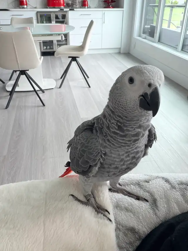 Pearl — Congo African Grey for sale