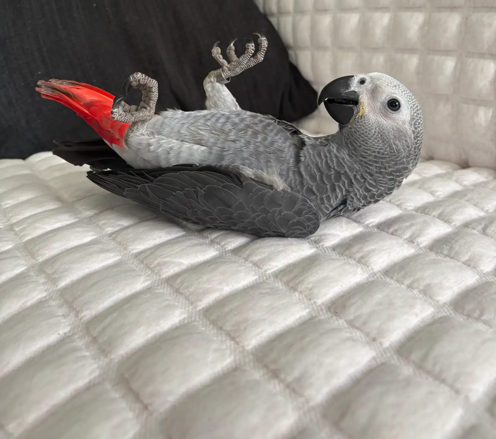 Pearl African Grey photo 2