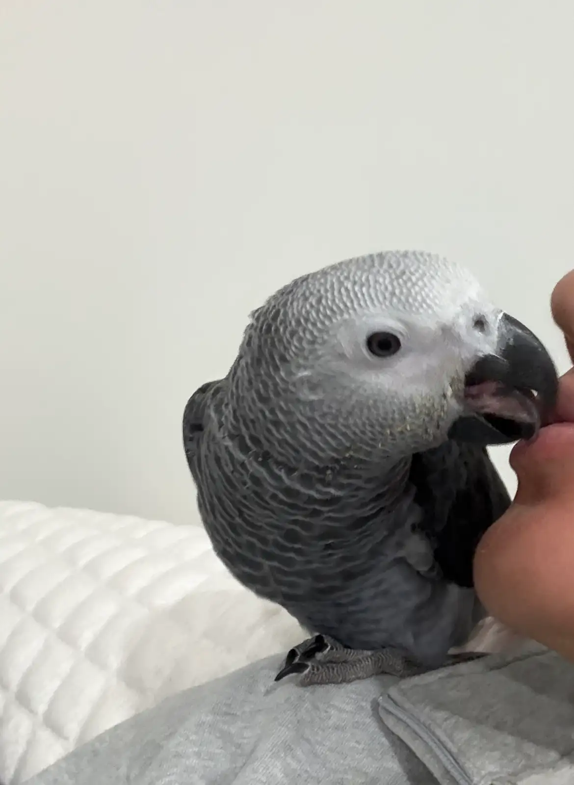 Pearl African Grey photo 3