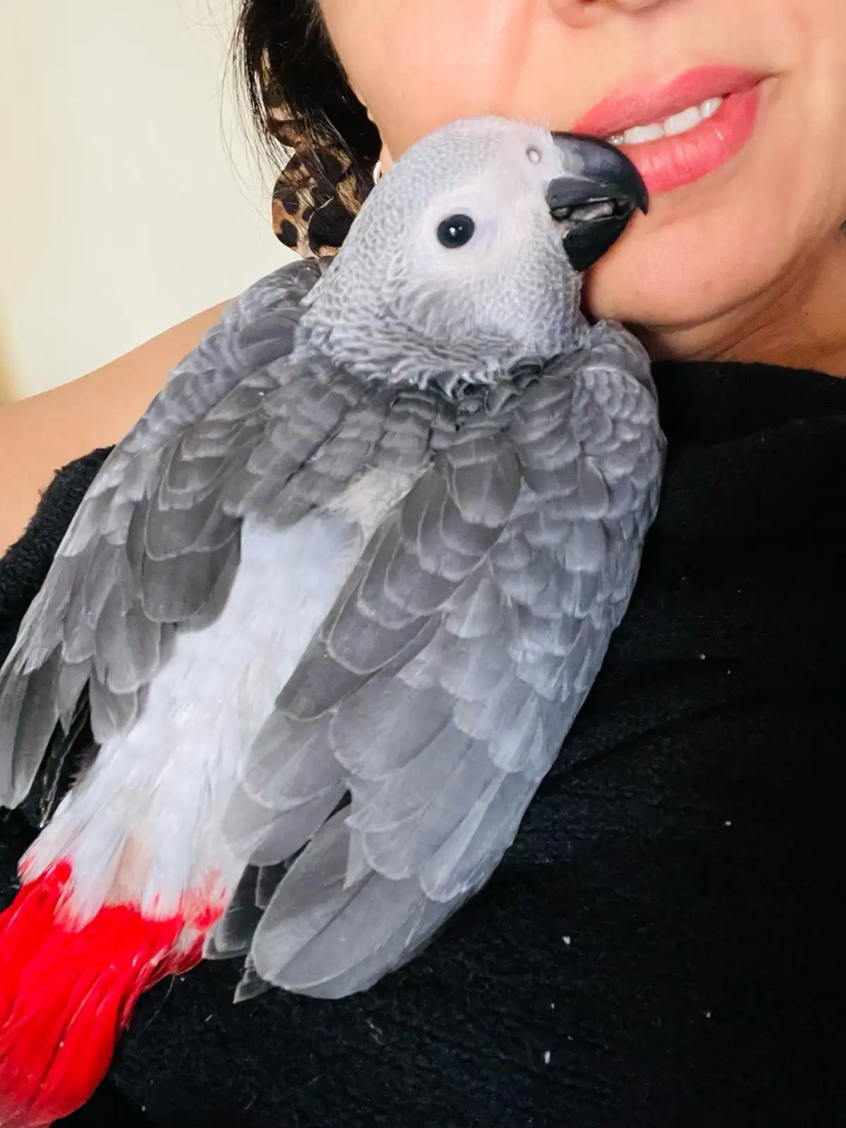Pearl African Grey photo 4