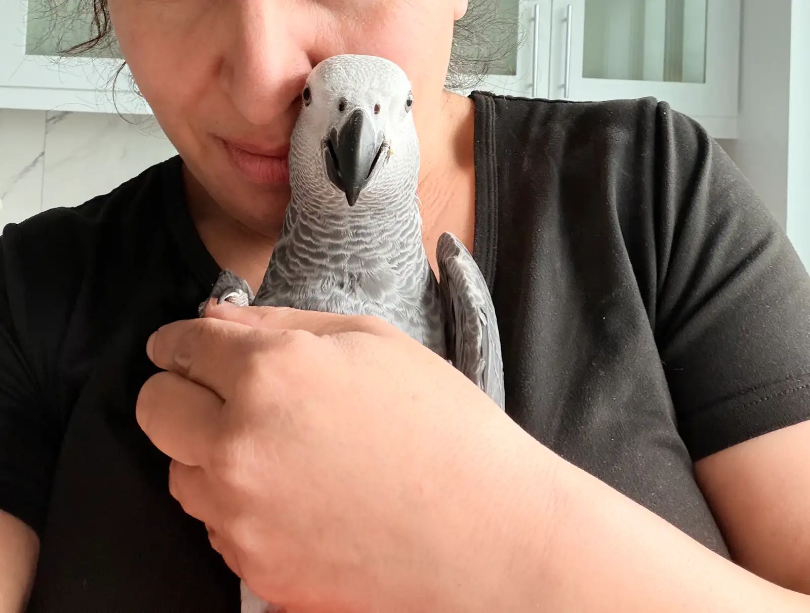 Pearl African Grey photo 5
