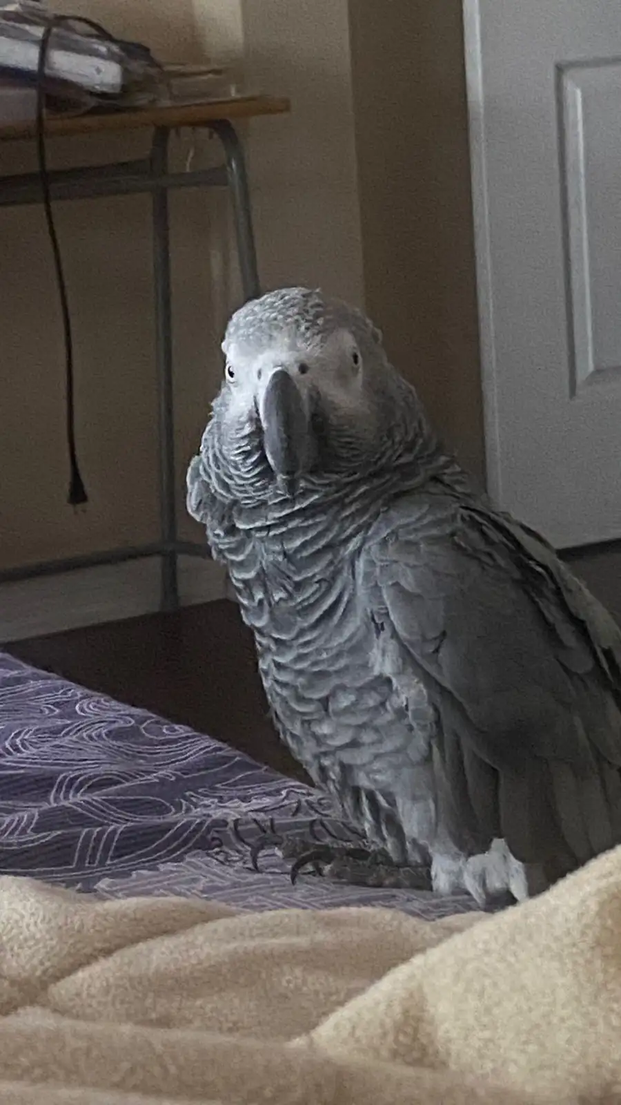 Rex African Grey photo 1