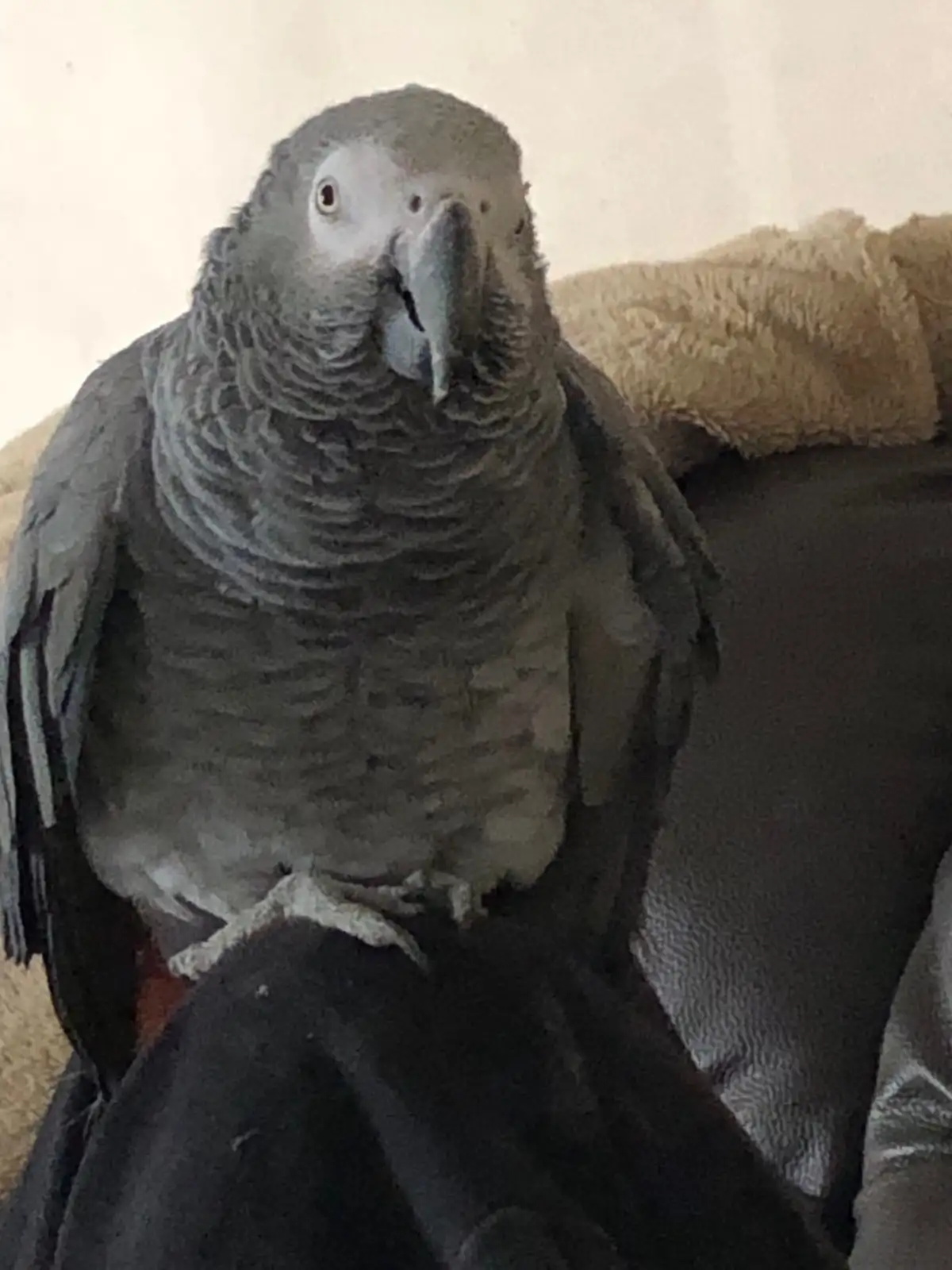 Rex African Grey photo 2