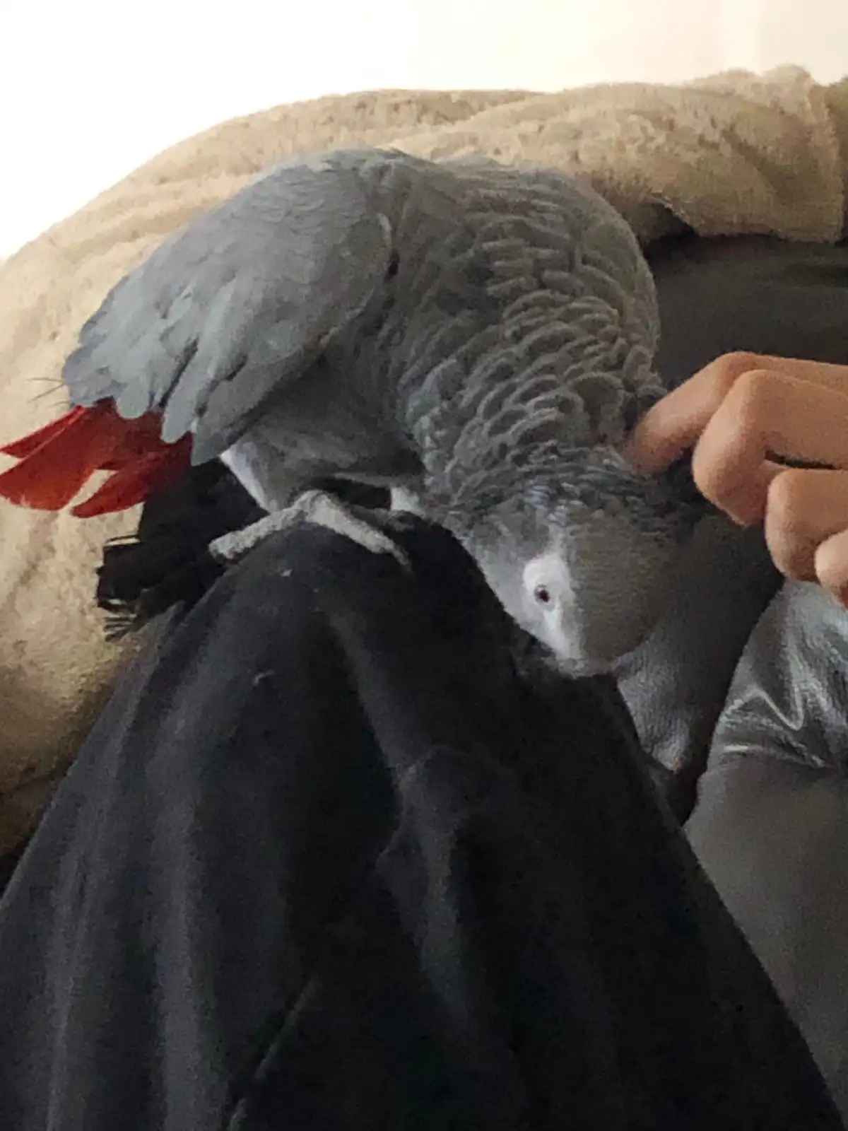 Rex African Grey photo 3