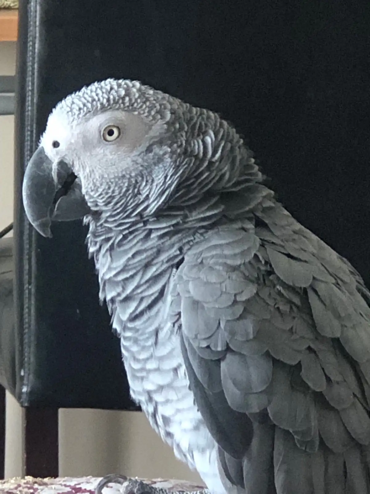 Rex African Grey photo 4