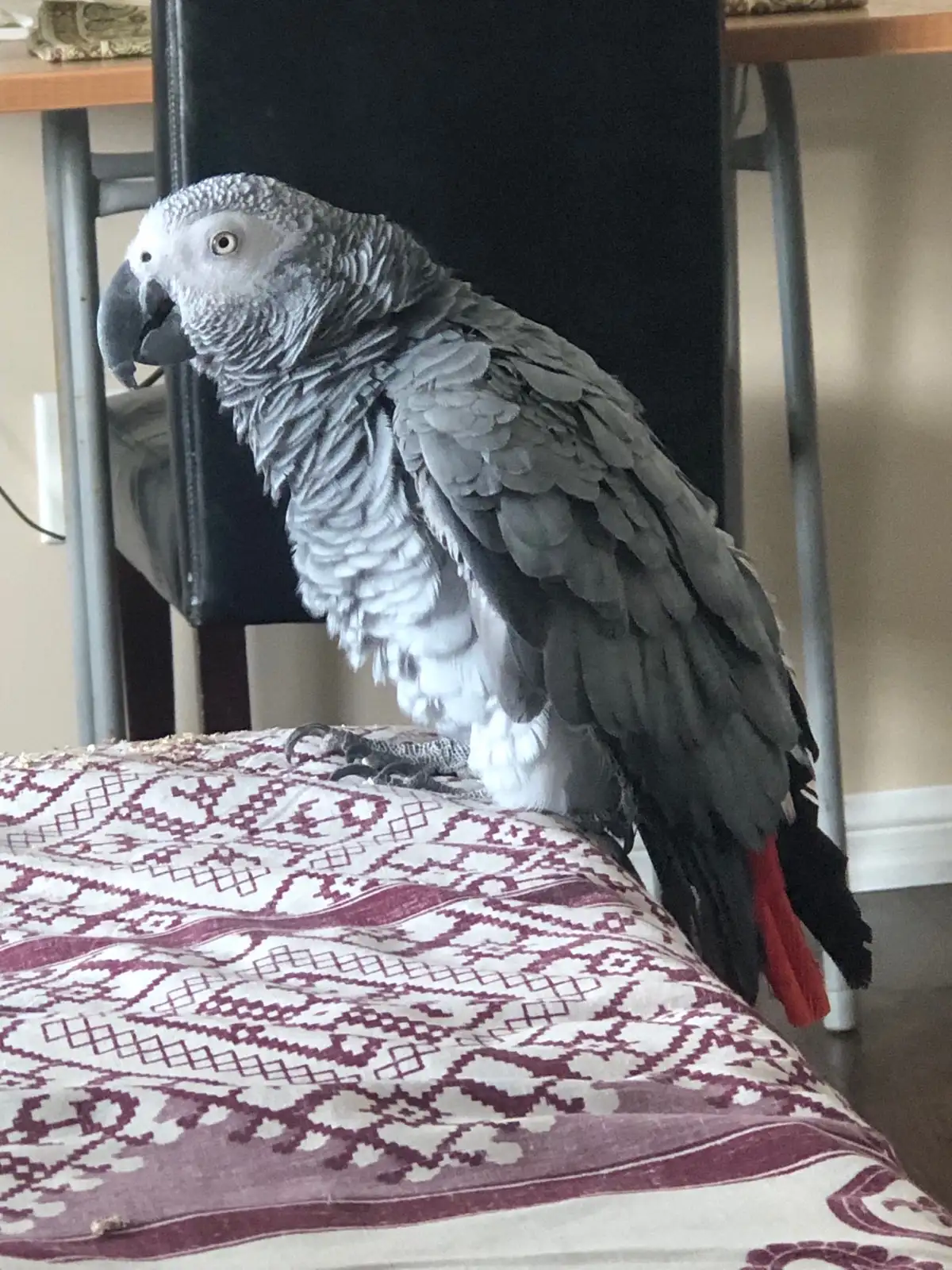Rex African Grey photo 5