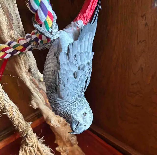 Ruby — Timneh African Grey for sale
