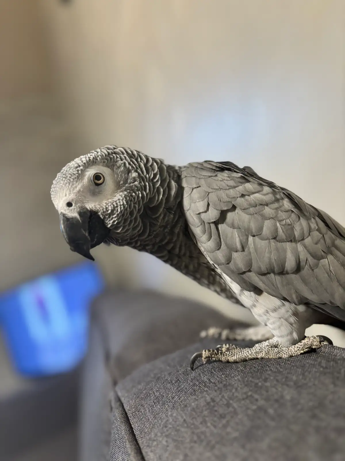 Ruby African Grey photo 2