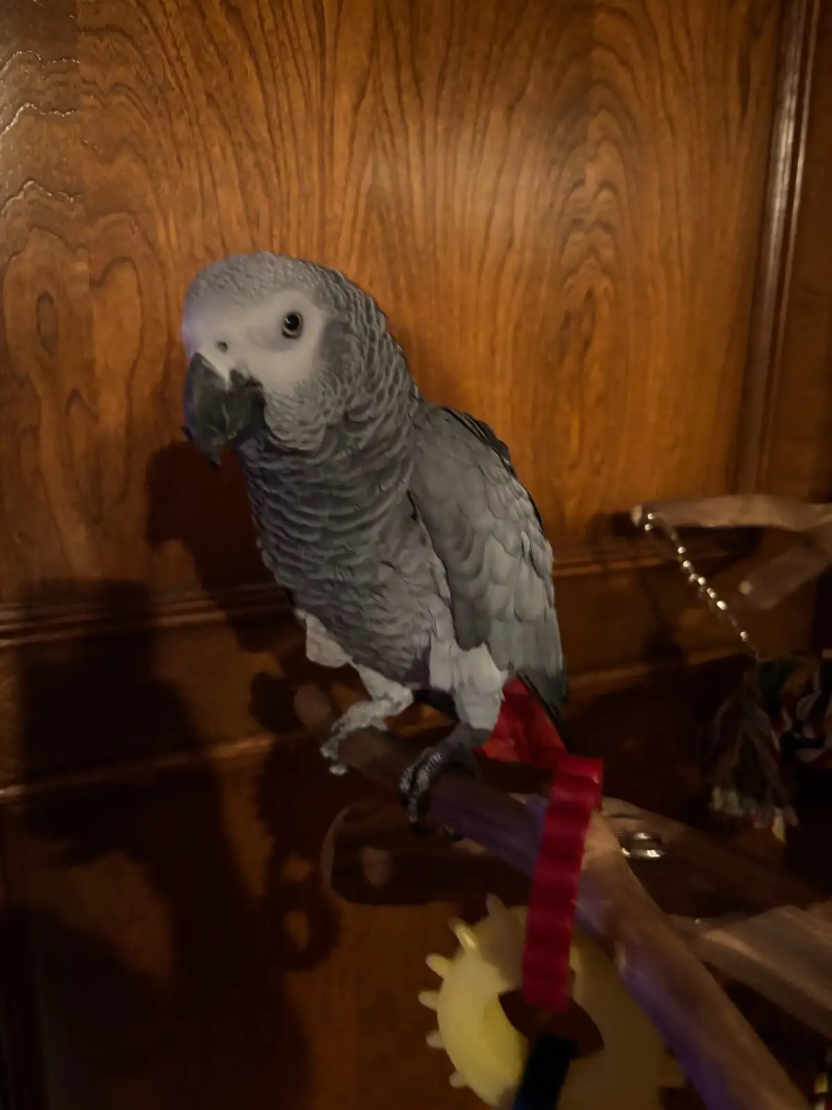 Ruby African Grey photo 4