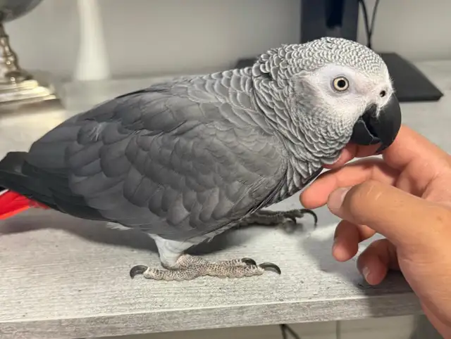 Ruby African Grey photo 5