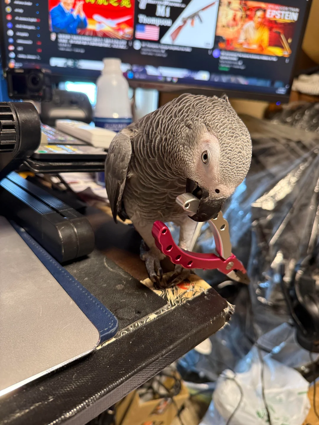Sage — Timneh African Grey for sale