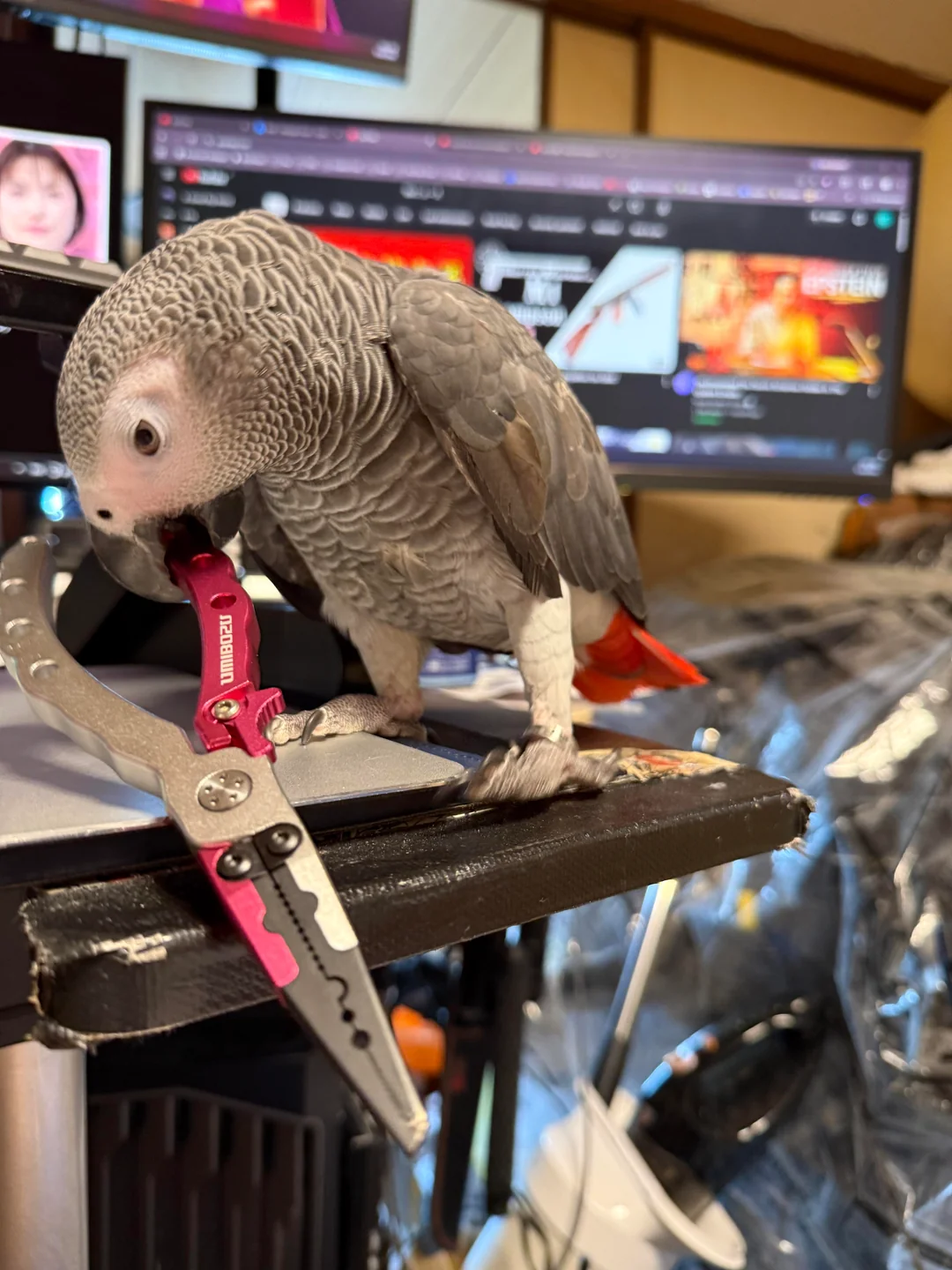 Sage African Grey photo 2